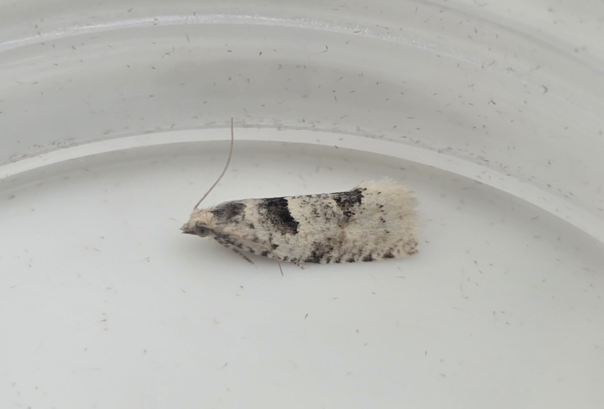 Photo of Crescent Bell (Epinotia bilunana)